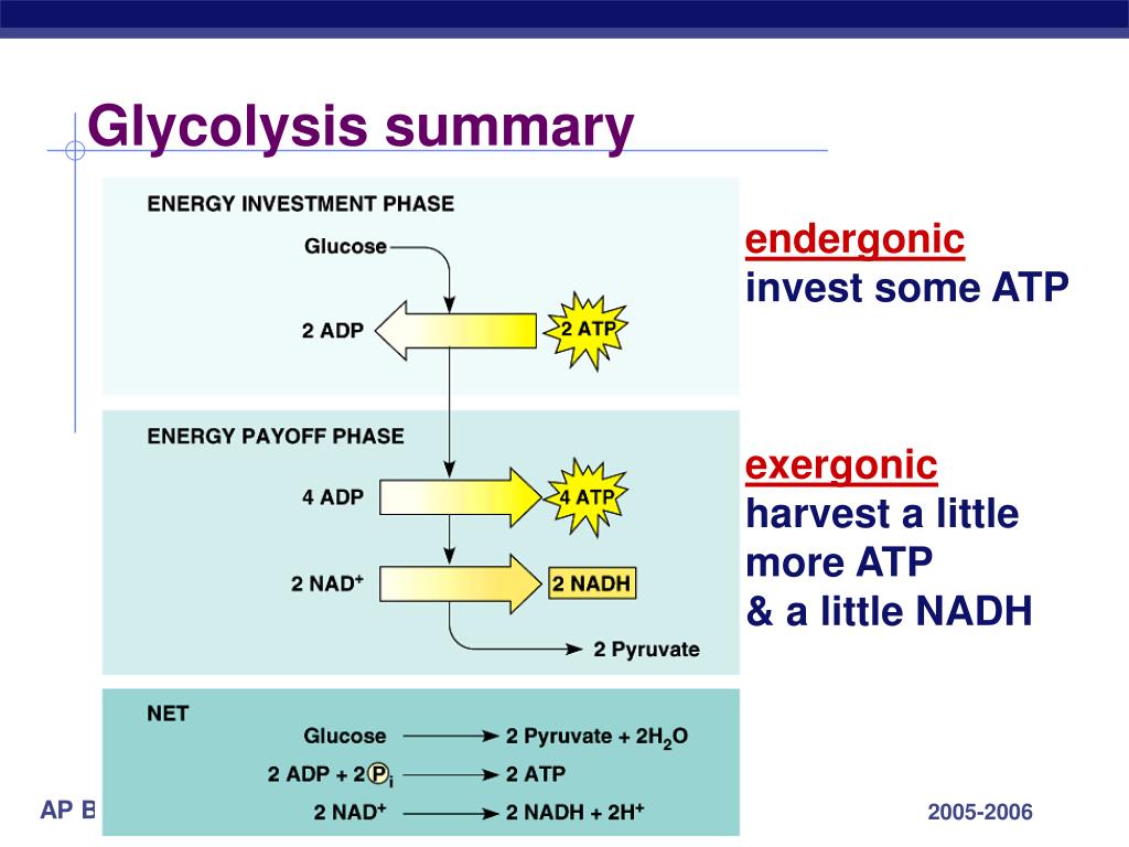 cellular respiration an overview cellular respiration an overview