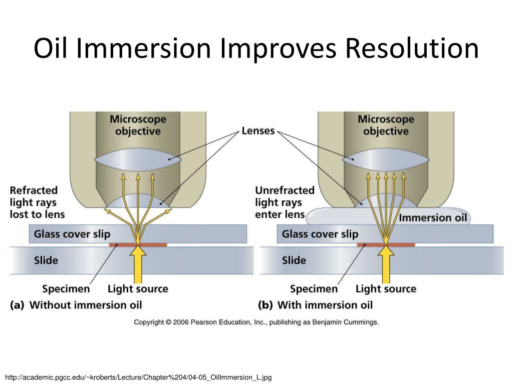 PPT Scientific Method Microscopy and Cytology PowerPoint Presentation