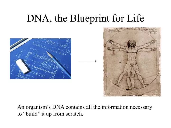 Jay-Z - The Blueprint 2001 / AvaxHome