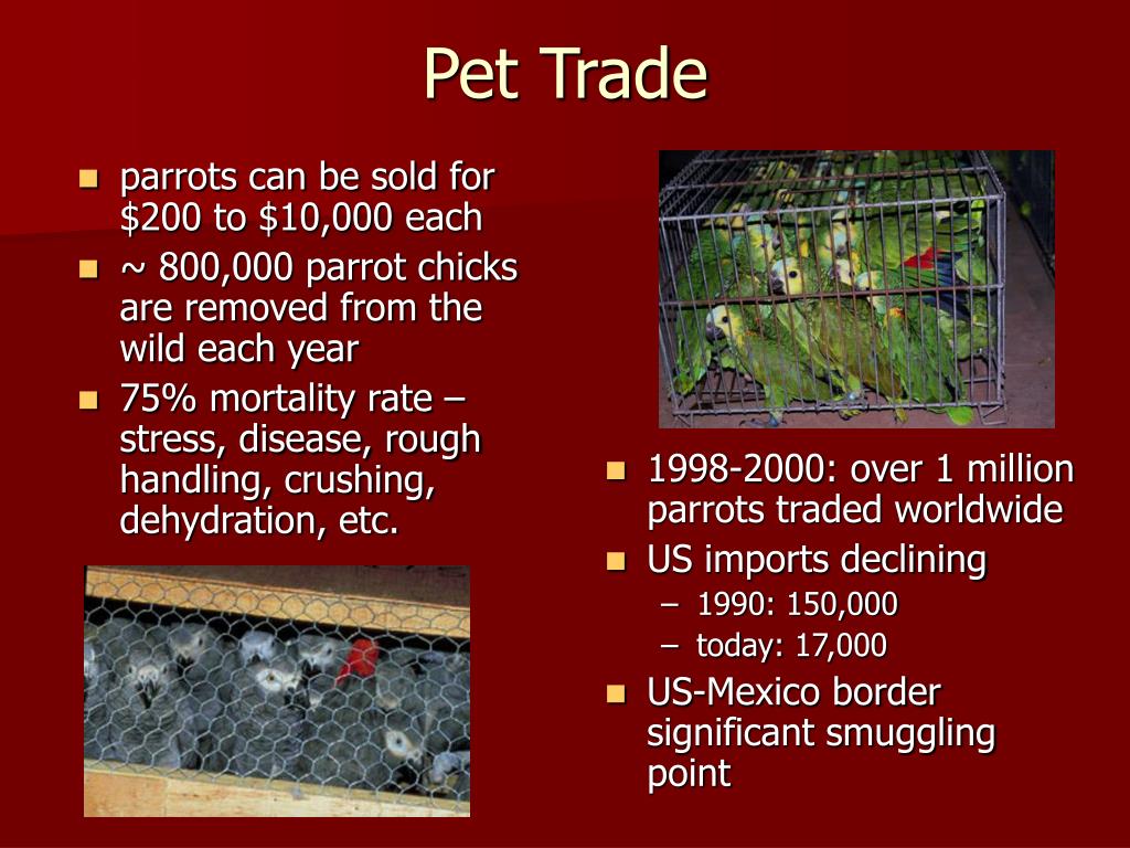 PPT Family Psittacidae PowerPoint Presentation, free download ID4586454