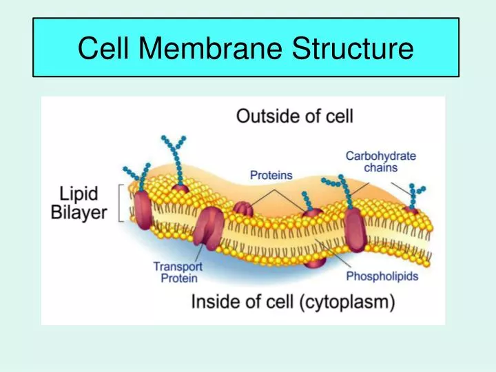 cell membrane structure n.