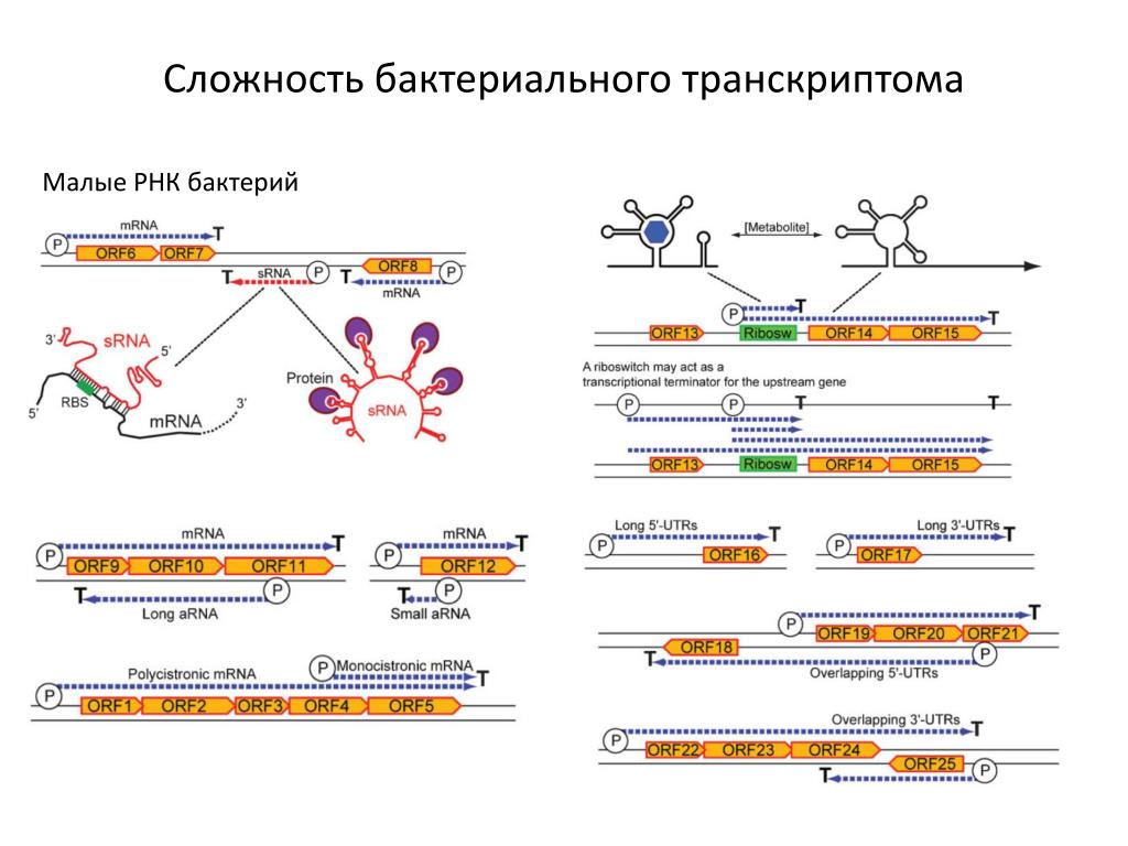 Рнк исследования. Бактериального Гена 16s РРНК.. Секвенирование 16s РРНК. Роль РНК У микроорганизмов. Секвенирование бактерий по Гену 16s RNA.