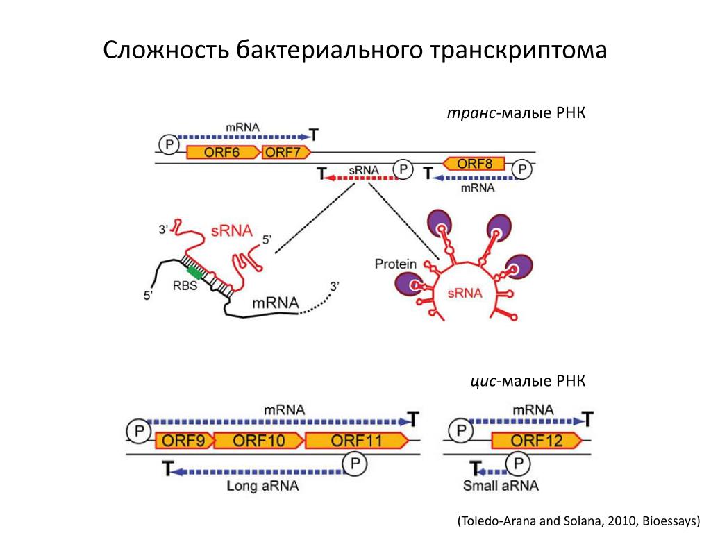 Малые рнк. Активация РНК. Динамичность транскриптома. Малая Регуляторная РНК.