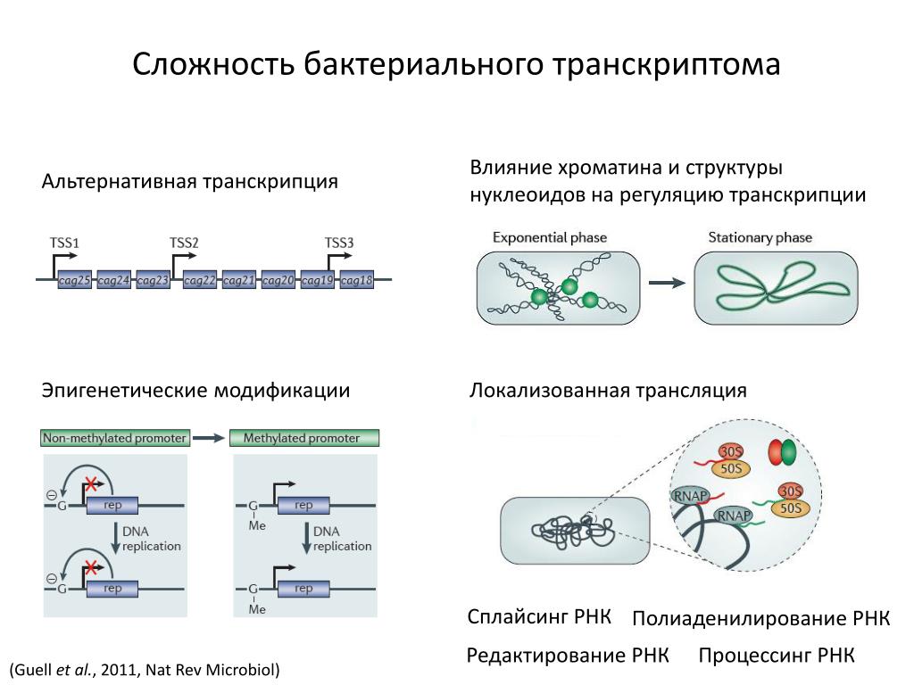 Редактирование рнк