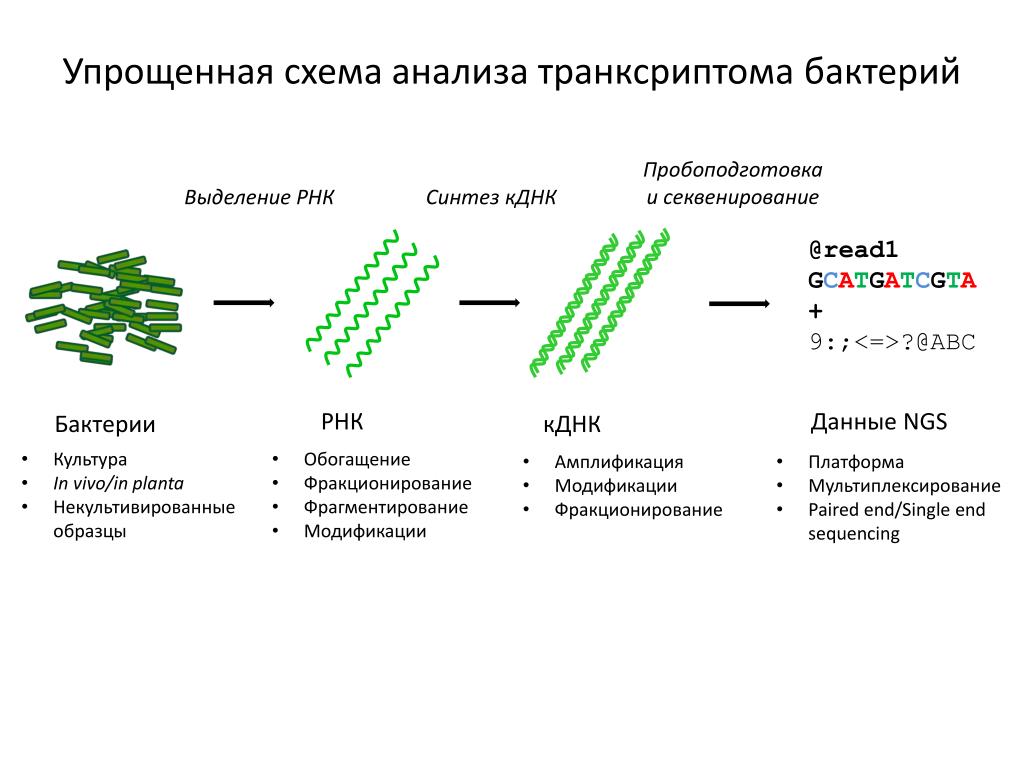 Синтез комплементарной цепи днк Синтез комплементарной цепи днк