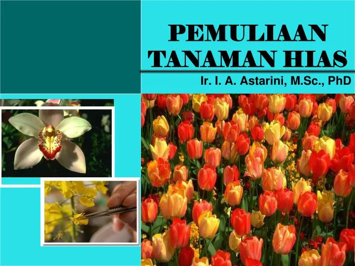 Ppt Pemuliaan Tanaman Hias Powerpoint Presentation Free Download Id 4587508