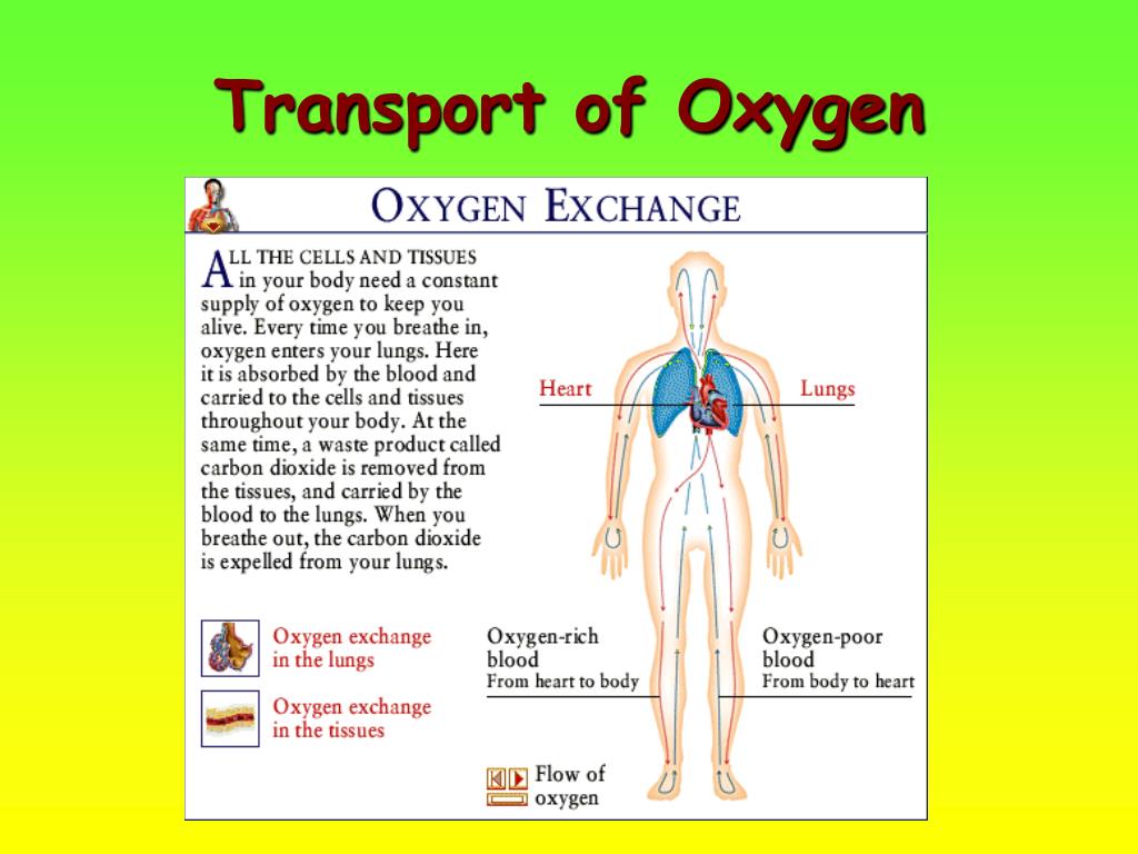 Why do organisms need a transport system? PowerPoint Presentation ... Biology Diagrams