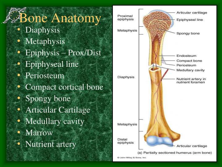 PPT - Bone Histology & Fracture Healing PowerPoint Presentation - ID
