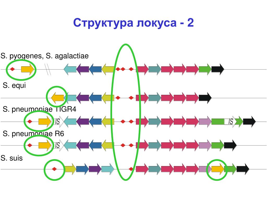 Сайт локуса