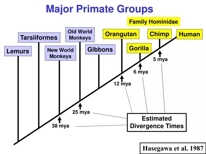PPT - Major Primate Groups PowerPoint Presentation, free ...