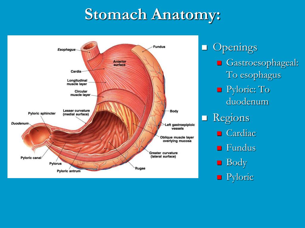 PPT - Figure 22 Section 2 PowerPoint Presentation, free download - ID