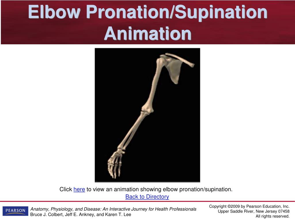 PPT - Chapter 6 The Skeletal System: The Framework PowerPoint Presentation  - ID:4592548