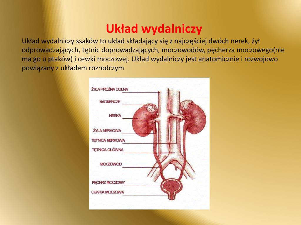 Budowa I Funkcje Układu Wydalniczego Człowieka PPT - UKŁAD WYDALNICZY PowerPoint Presentation, free download - ID:4593214