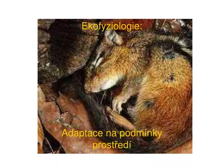 Животные В Спячке Фото