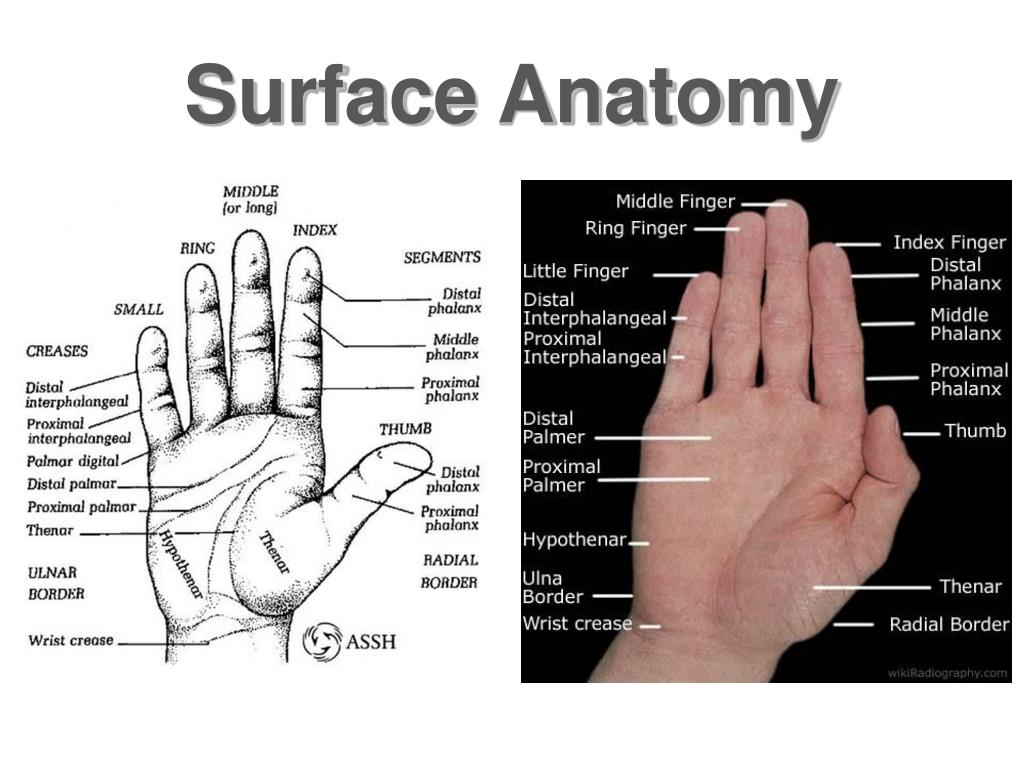 Wrist Surface Anatomy