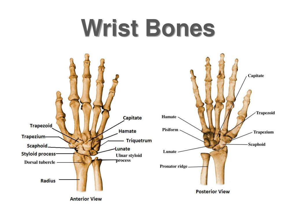 What Are The Bones Of The Wrist And Hand At Harry Reese Blog