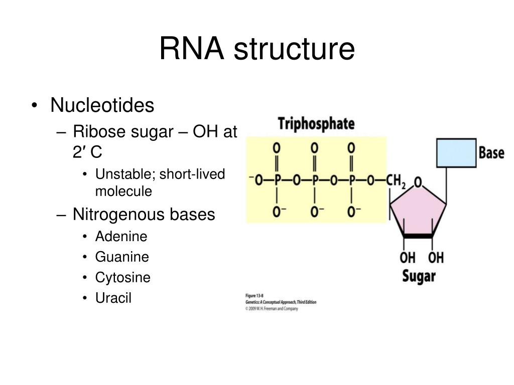 Гуанин рибоза. RNA structure. Структура РНК. Рибоза в РНК. Nucleotide structure.