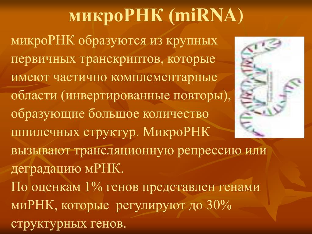 Малые рнк. Некодирующая РНК (NCRNA). МИКРОРНК. Инвертированные повторы генов.