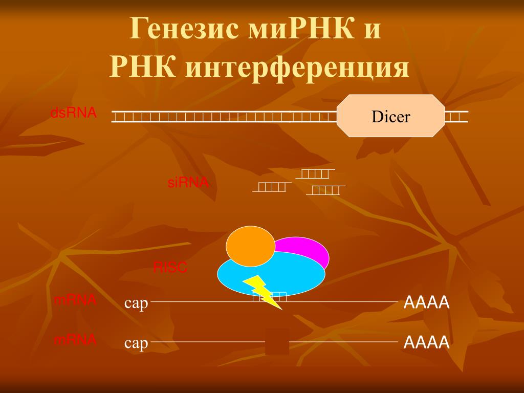 Малые рнк. Малые интерферирующие РНК. РНК интерференция презентация. Генезис ми. РНК интерференция. РНК интерференция пчелы.