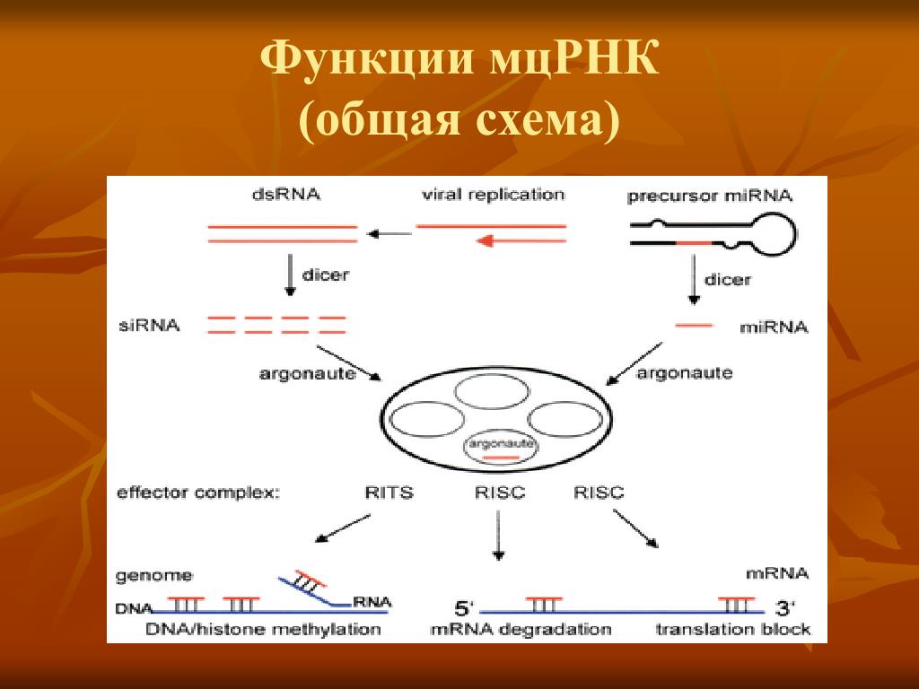 Малые рнк. Малые цитоплазматические РНК. Малая цитоплазматическая РНК. МЦРНК. Малые цитоплазматические РНК (МЦРНК).