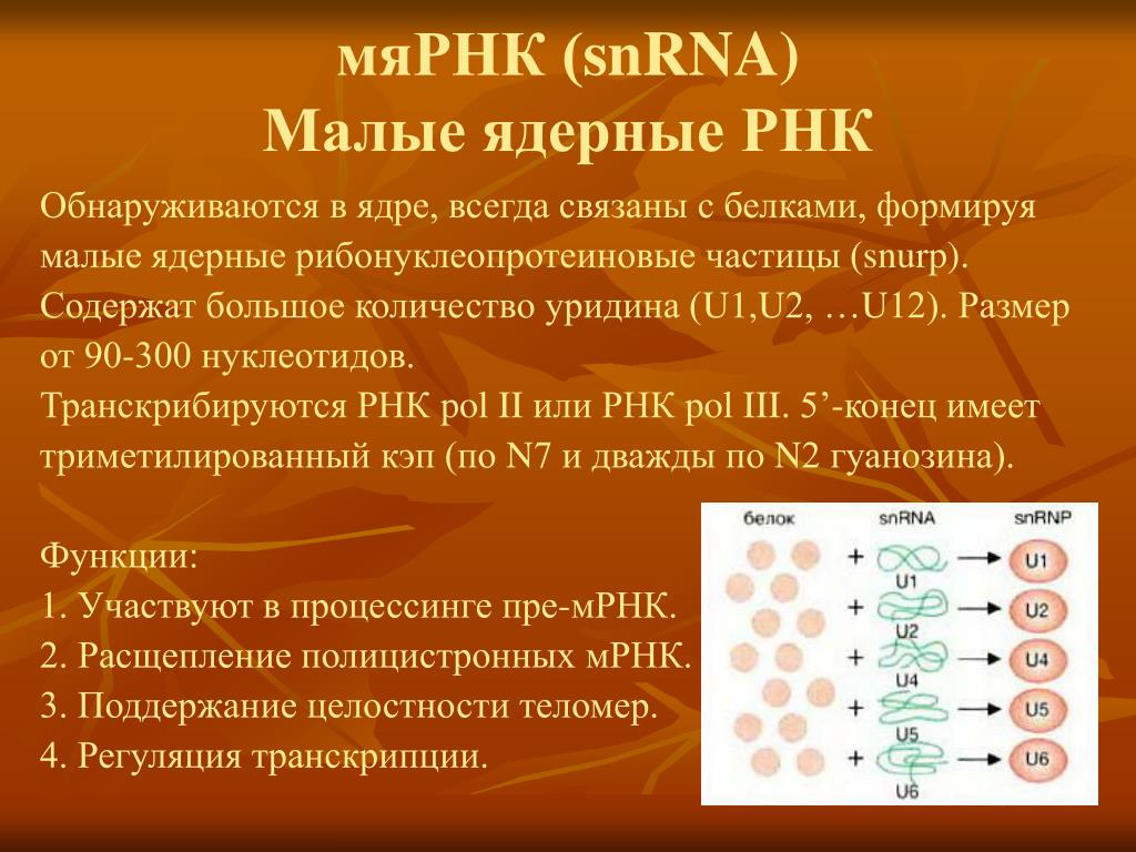 Малые рнк. U1 МЯРНК строение. Малая ядерная РНК. Строение малых ядерных РНК. МЯРНК (малая ядерная).