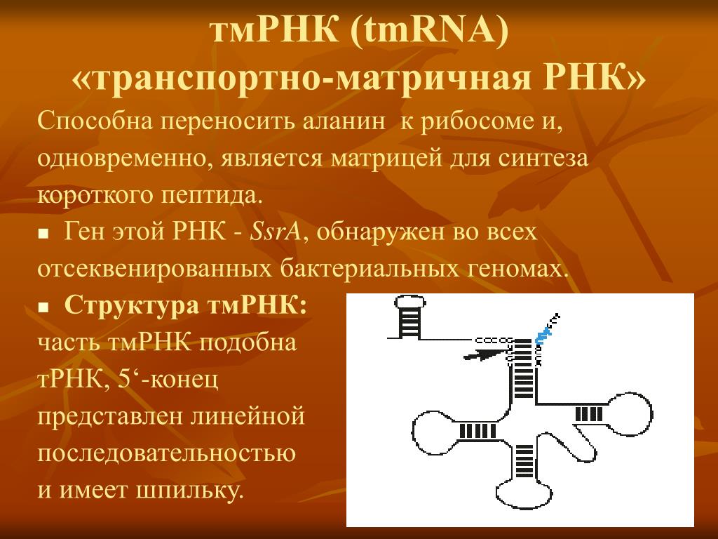 Рнк 8. Транспортно матричная РНК. Транспортно-матричные РНК функции. Матрицей для синтеза транспортной РНК. Матрица транспортного РНК.