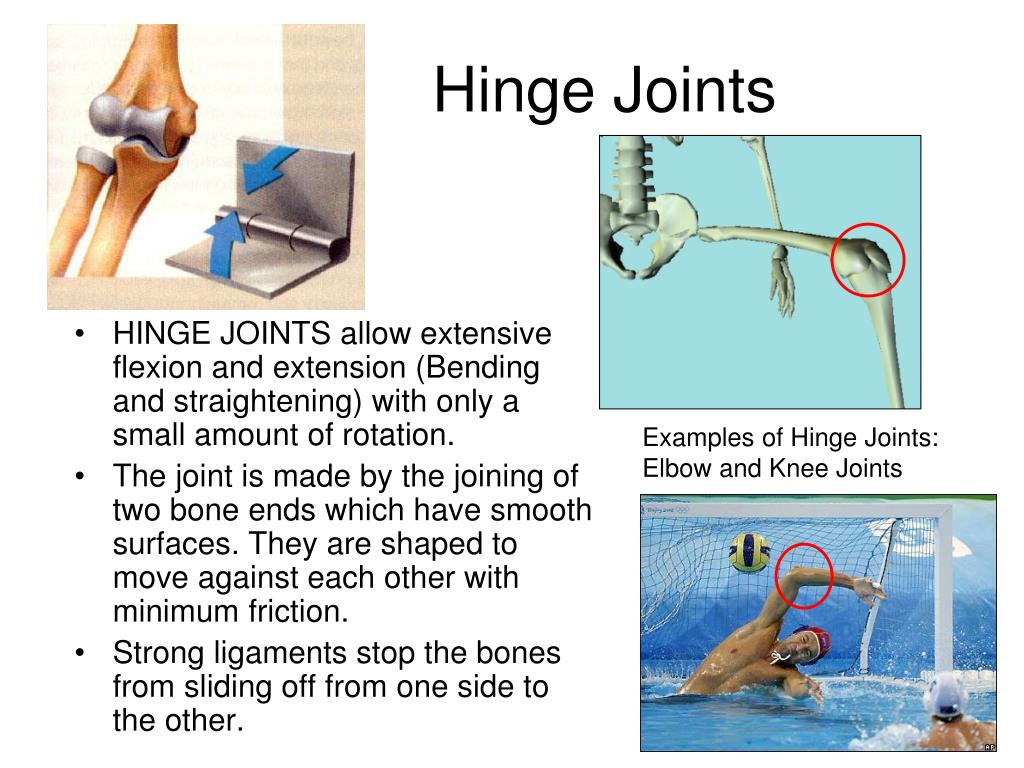 PPT - The Skeleton: The Types of Joints and movement PowerPoint