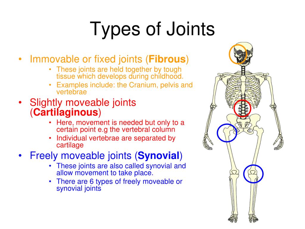 Ppt The Skeleton The Types Of Joints And Movement Powerpoint Presentation Id