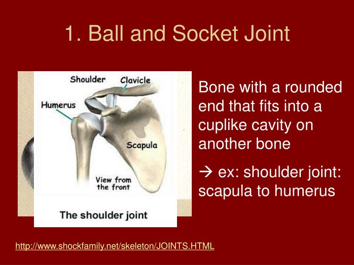 PPT How are bones held together? PowerPoint Presentation ID4596044