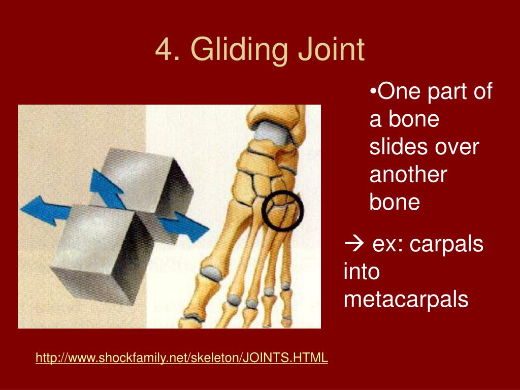 PPT How are bones held together? PowerPoint Presentation, free