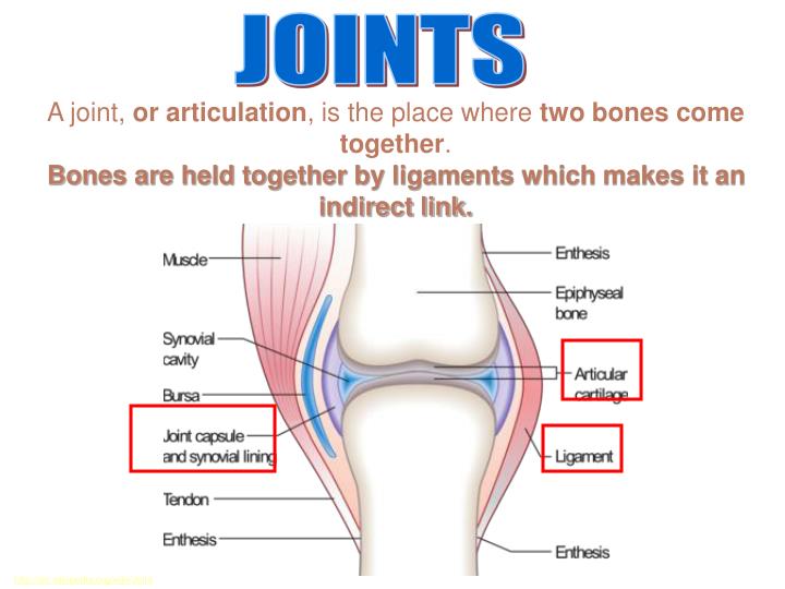 PPT - How are bones held together? PowerPoint Presentation - ID:4596044