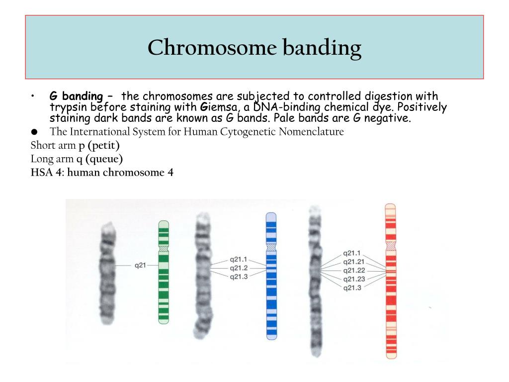 PPT S Tructure Of DNA PowerPoint Presentation Free Download ID 4596070 PPT S Tructure Of DNA PowerPoint Presentation Free Download ID 4596070