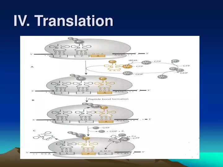 PPT IV Translation PowerPoint Presentation Free Download ID 4596104