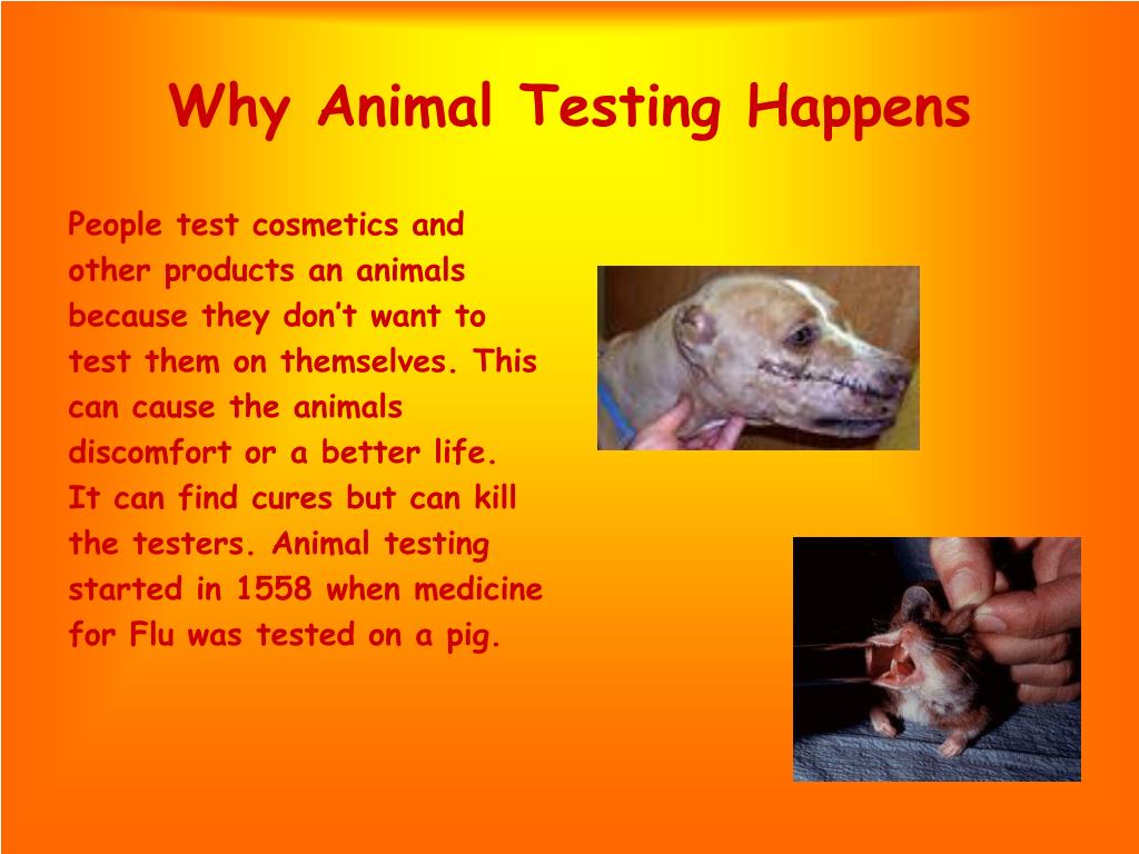 PPT Animal Testing PowerPoint Presentation Free Download ID 4597865