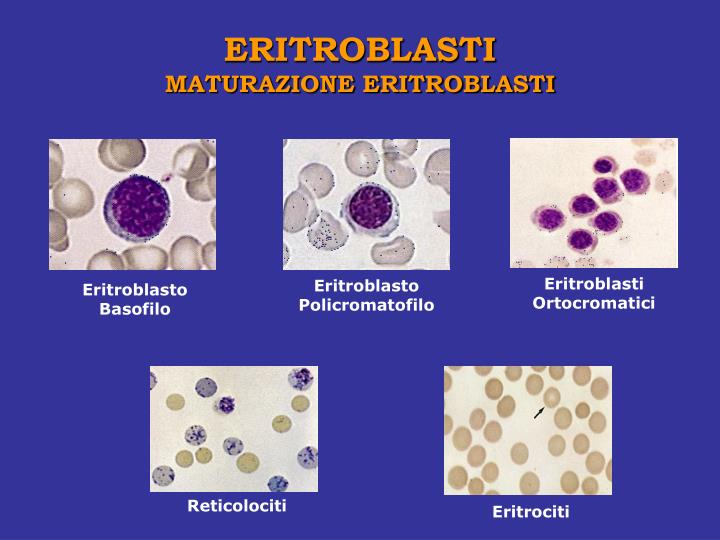 PPT ERITROCITI PowerPoint Presentation ID 4598242