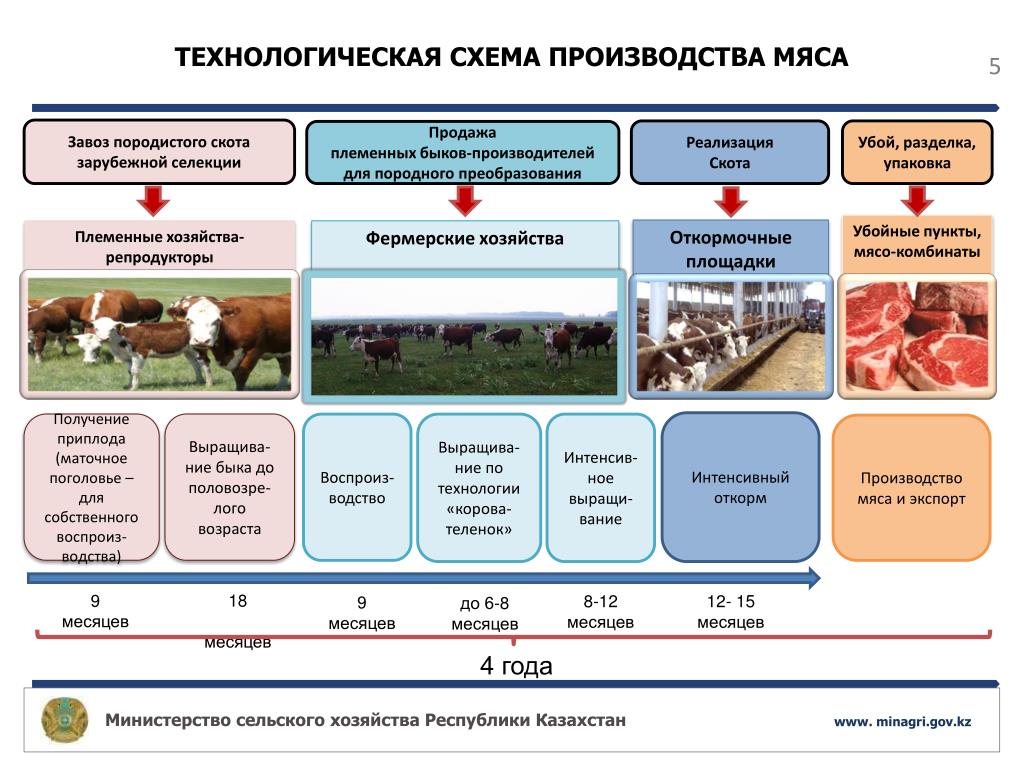Получение продукции животноводства 8 класс. Технологическая схема мясного скотоводства. Производство животноводческой продукции. Технологическая схема КРС. Технологические процессы в животноводстве.