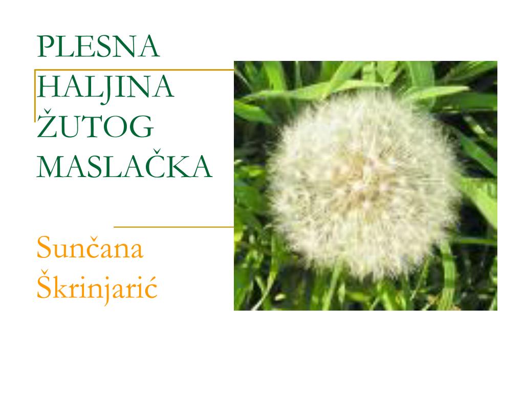 PPT - PLESNA HALJINA ŽUTOG MASLAČKA Sunčana Škrinjarić PowerPoint  Presentation - ID:4599011