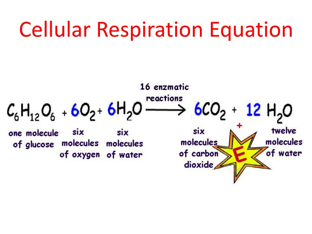 PPT Cell Processes PowerPoint Presentation Free Download ID 4601440 PPT Cell Processes PowerPoint Presentation Free Download ID 4601440