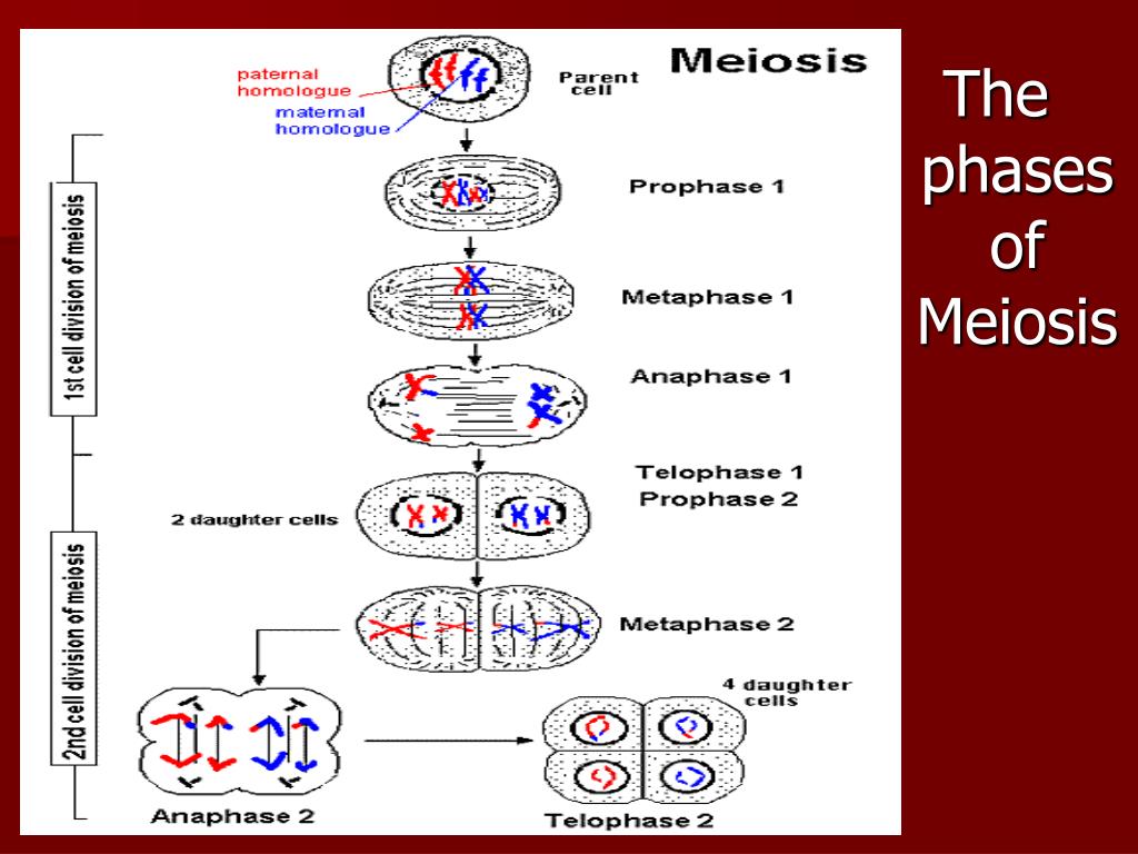 PPT - Meiosis: Making haploid reproductive cells PowerPoint ...