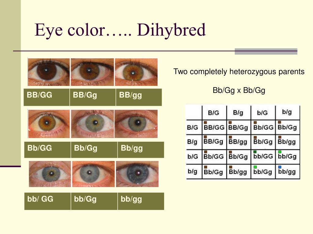 Ген цвета глаз у человека. Генетическое наследование цвета глаз. Цвет глаз. Цвет глаз таблица. Цвет глаз генетика.