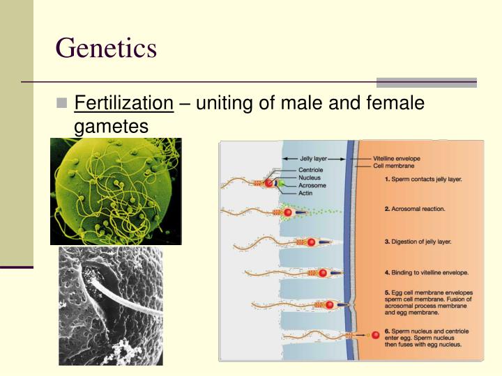 Ppt Heredity And Mendel Meiosis Powerpoint Presentation Id 4601555