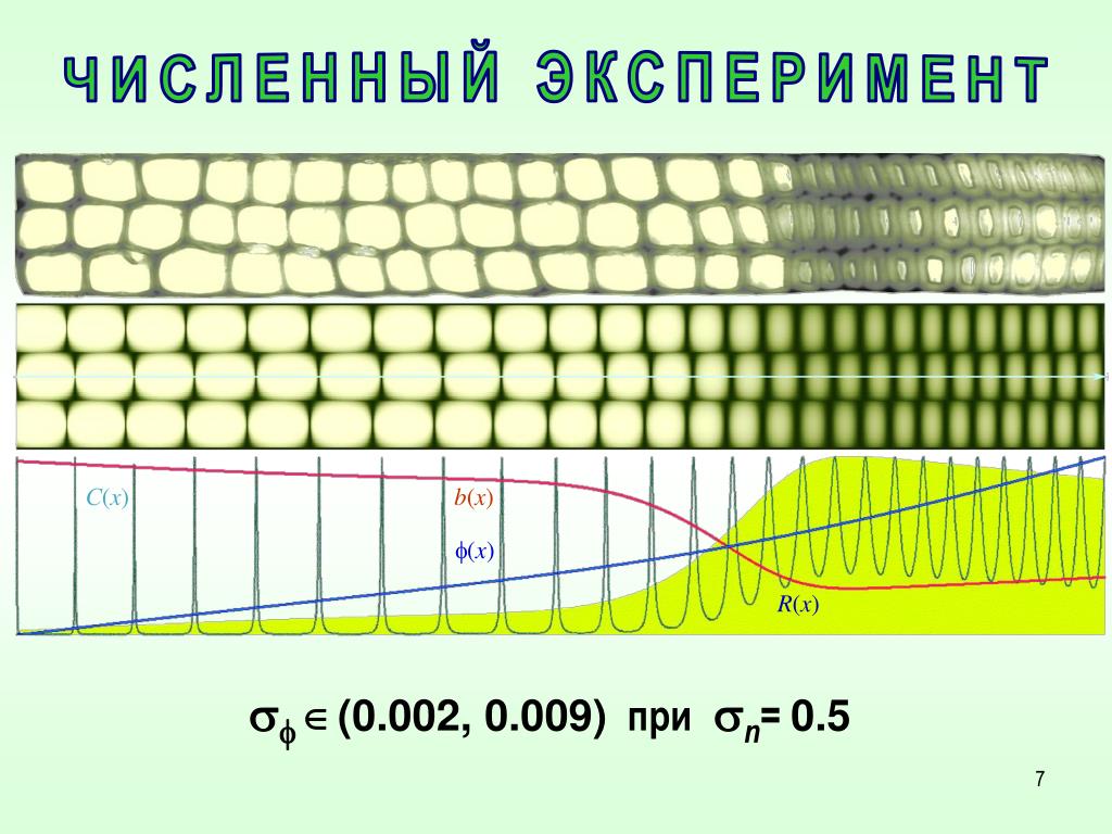 Численный эксперимент Численный эксперимент