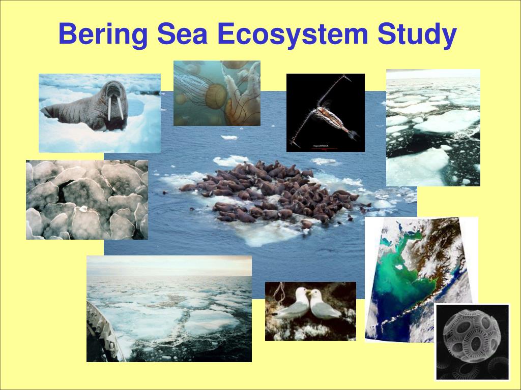 PPT - Bering Sea Ecosystem Study PowerPoint Presentation, free download ...