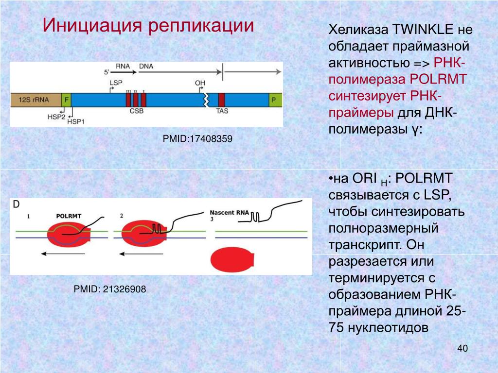 Промотор рнк полимеразы 2. РНК полимераза активность. РНК-полимераза обладает активностью. Промотор РНК полимераза. Промоторы РНК-полимеразы i.