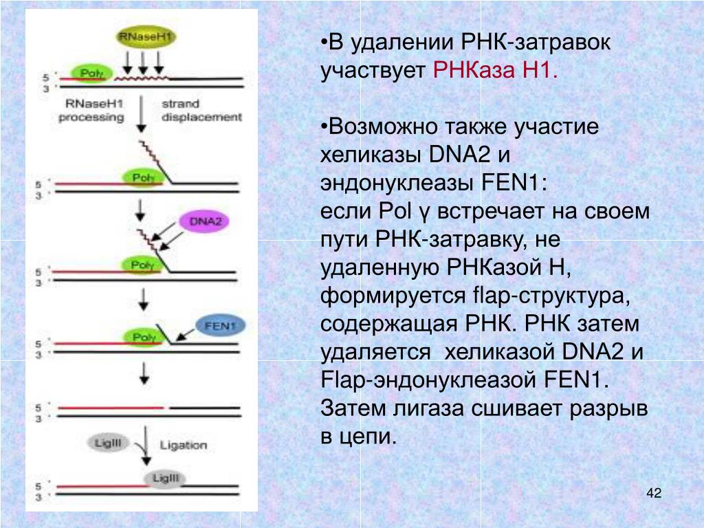 Номер рнк. РНК затравка функция. РНК затравка принимает участие в. РНК заправка принимает участие в. Синтез РНК затравки.