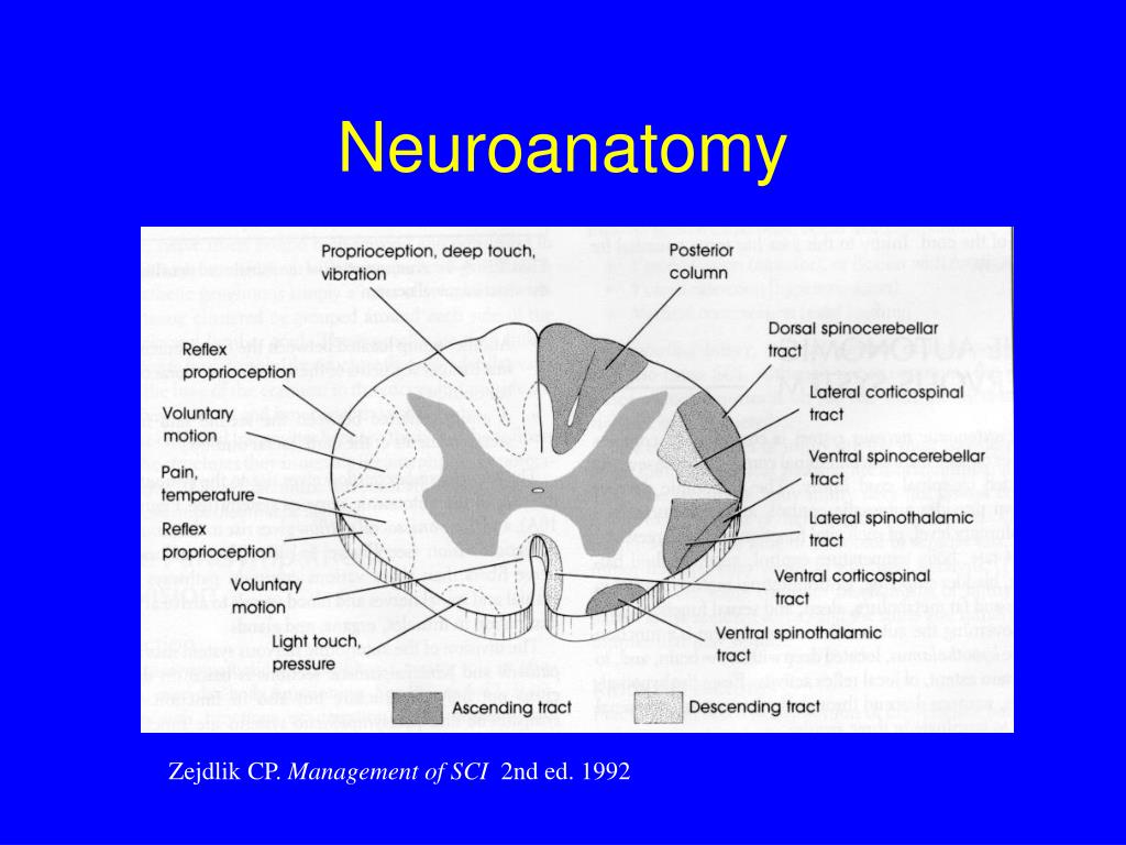 PPT Rehabilitation after a Spinal Cord Injury PowerPoint