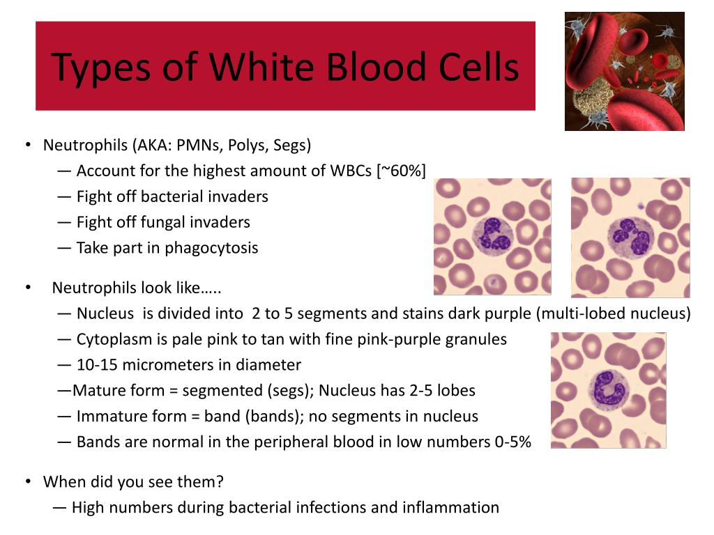 Тест клетки крови. Blood Cells Types. Percentage of White Blood Cells. Types of leukocytes. Leukocyte Formula.
