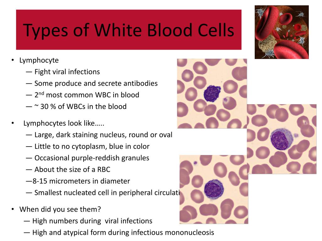 Ppt Normal Blood Cell Morphology Powerpoint Presentation Free