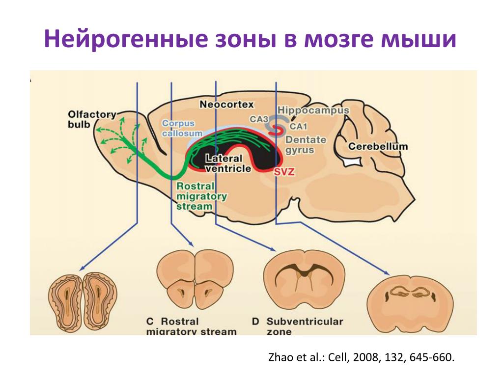 Человек мышь мозг. Нейрогенный зоны. Нейрогенные зоны головного мозга. Гиппокамп зоны. Гиппокамп и неокортекс.
