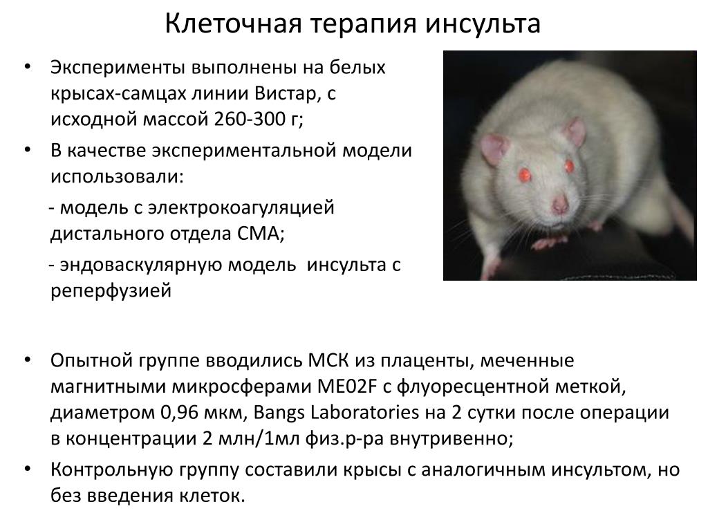 При расшифровке генома крысы. Признаки инсульта у крыс симптомы.